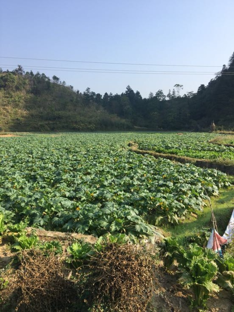 迷你小南瓜