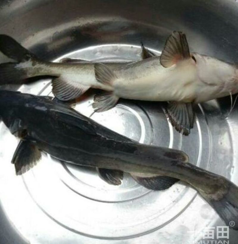 池鲤鱼食用1~2公斤