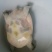 生态甲鱼2~2.5斤