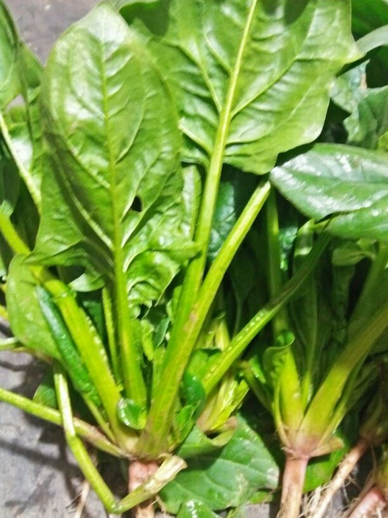 大叶菠菜15~20厘米