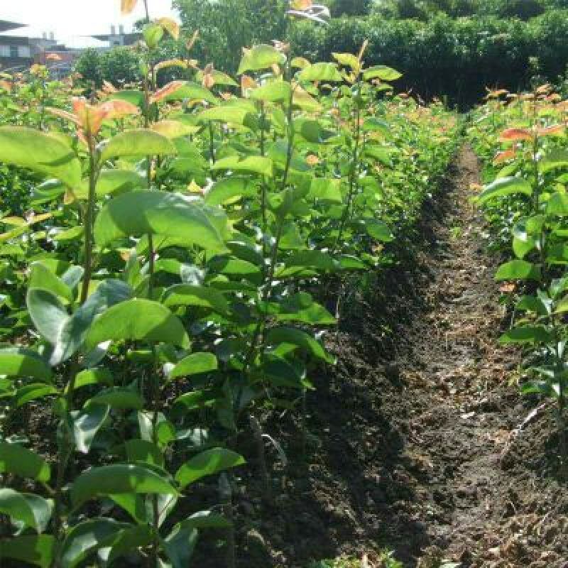 梨树苗1cm以下80cm以上