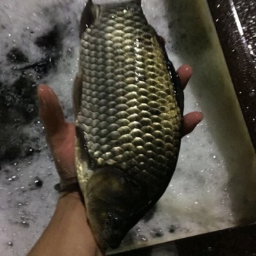 方正银鲫
