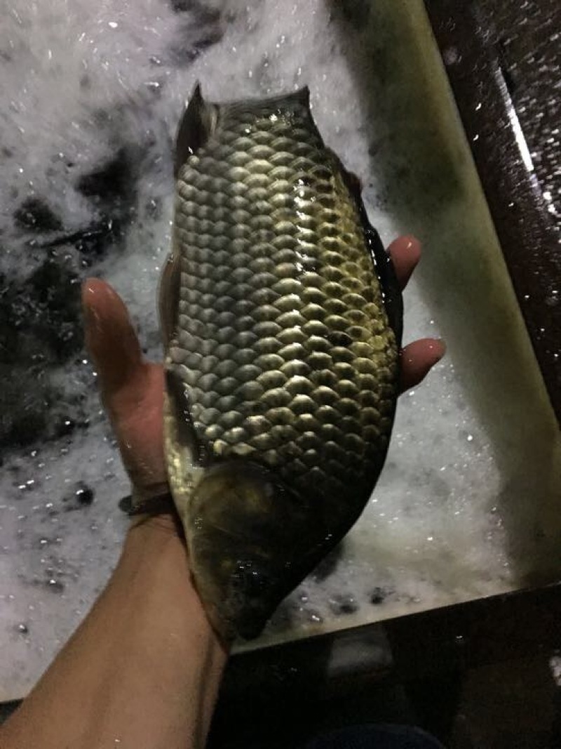 方正银鲫