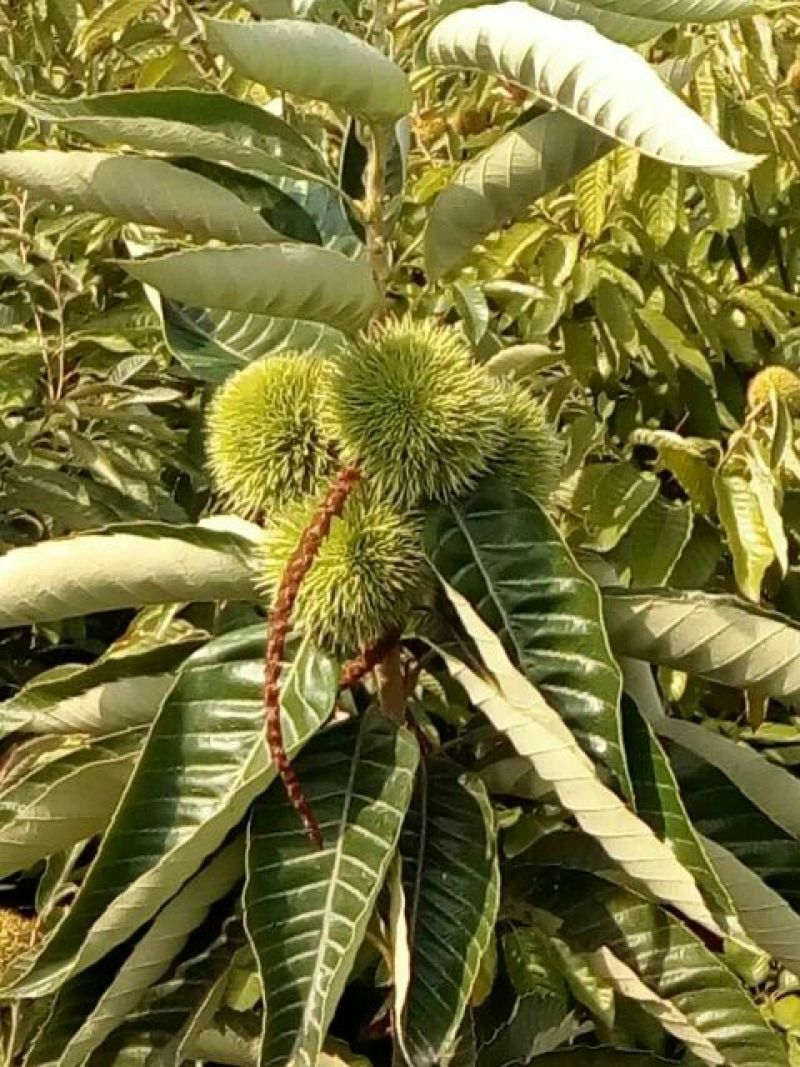 大红袍板栗苗80cm以上