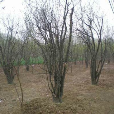 木瓜树261~300cm