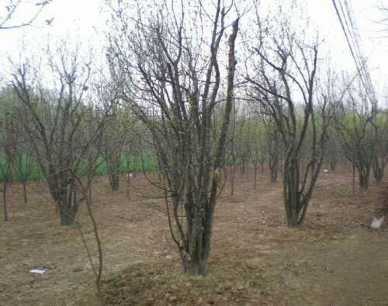 木瓜树261~300cm