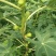 无花果树苗80~100cm，薄姬红无花果，需要的联系。