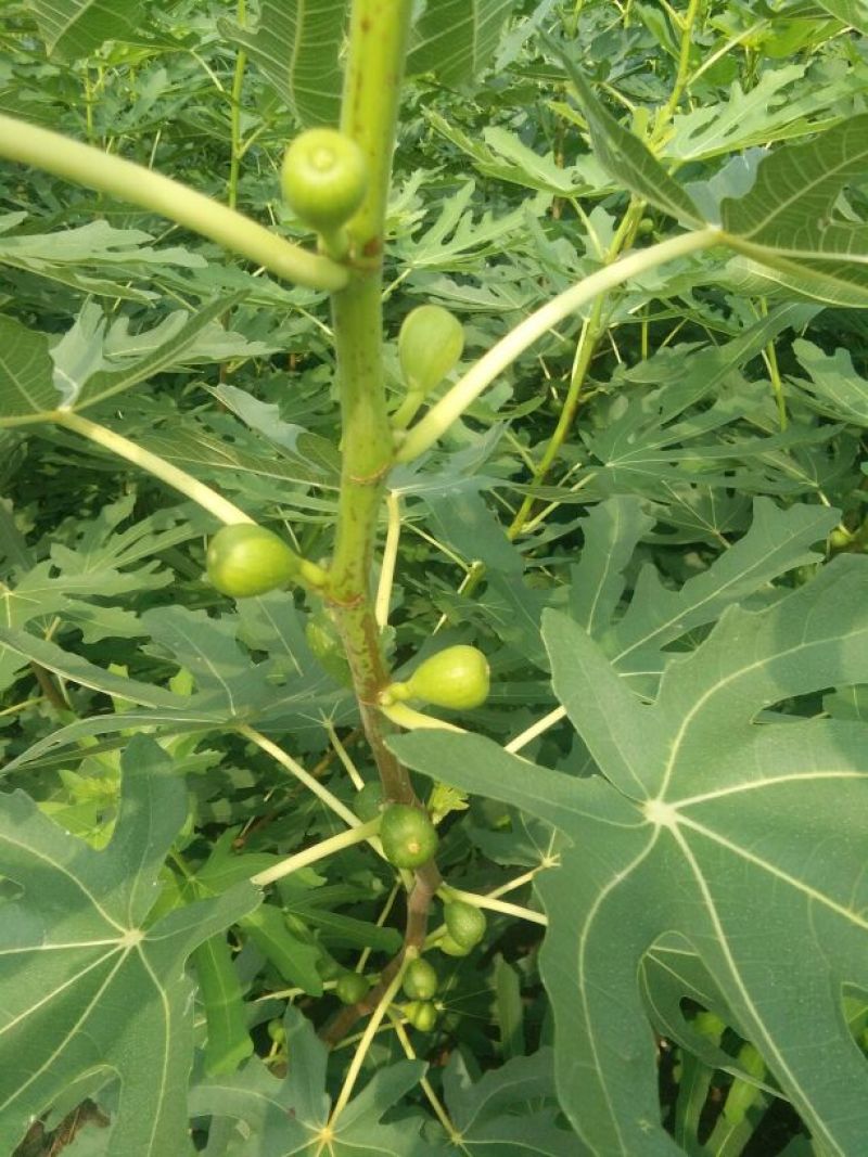 无花果树苗80~100cm，薄姬红无花果，需要的联系。