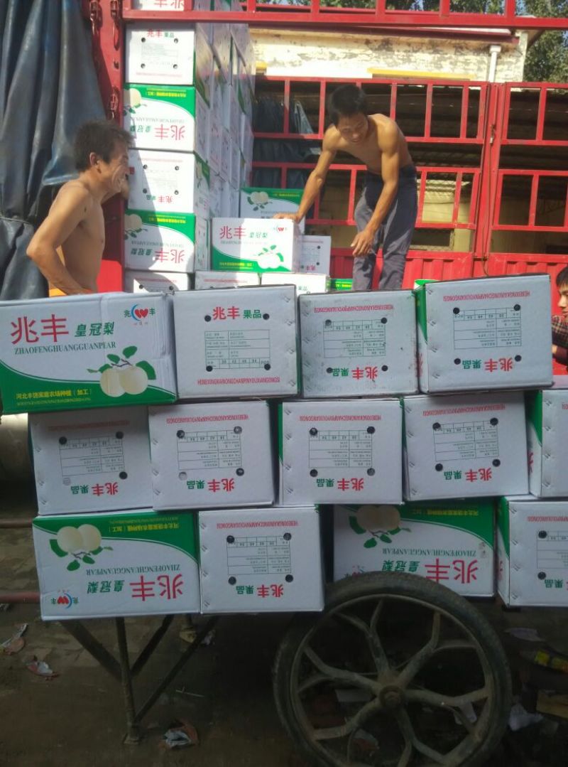 皇冠梨300~350g纸箱