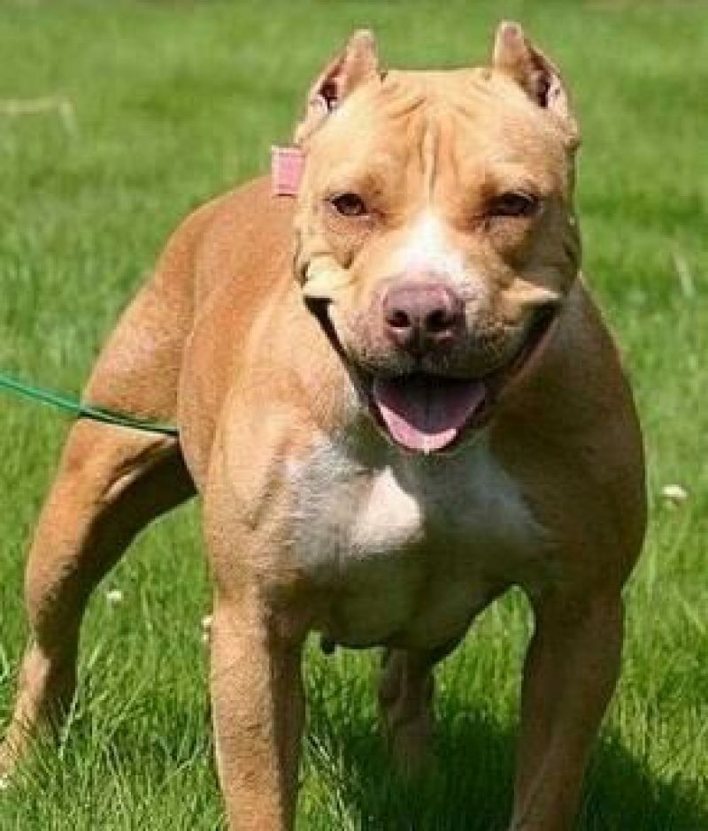 比特犬