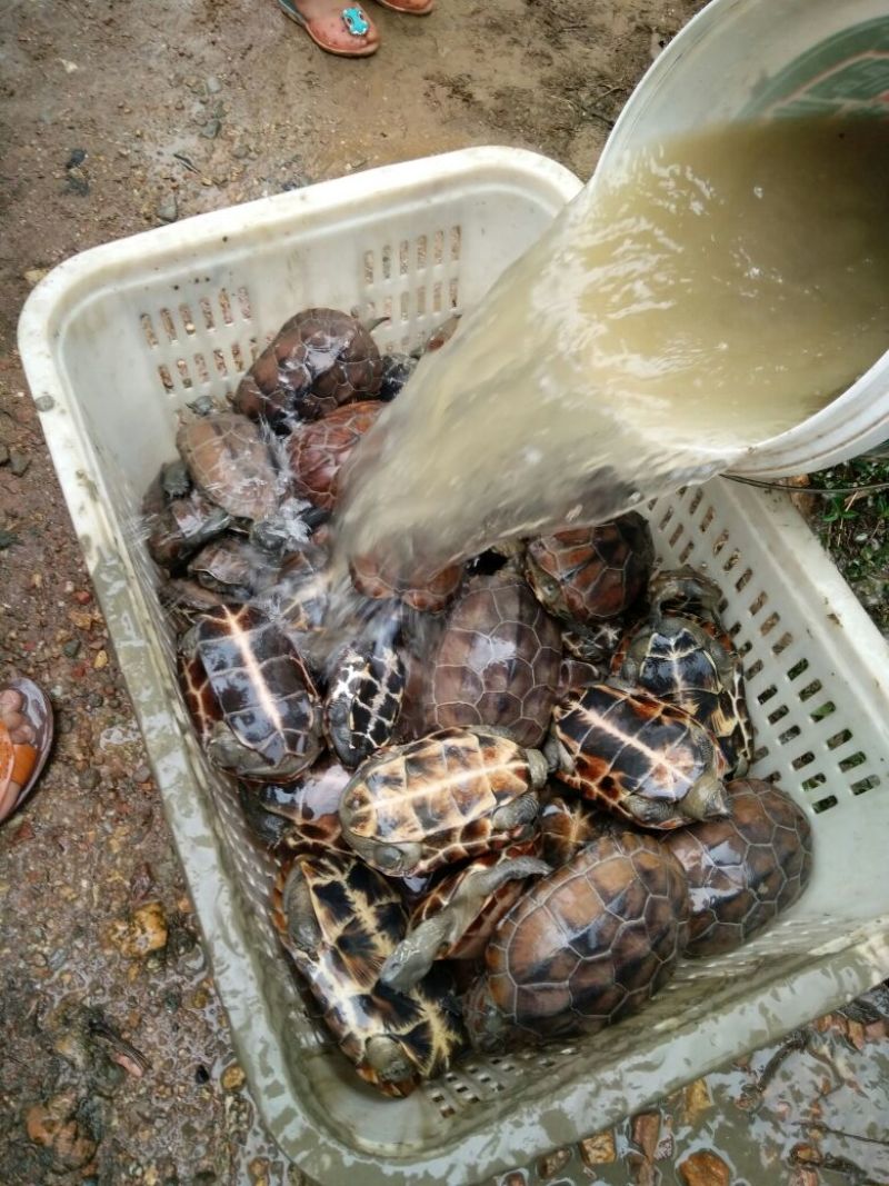 1斤半至3斤左右