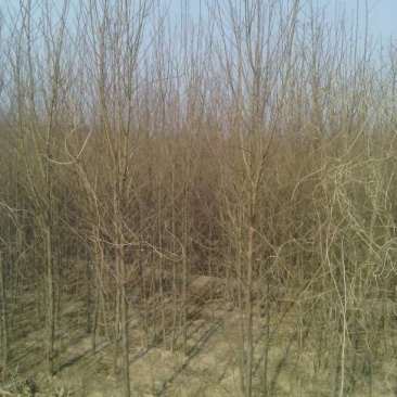 桃树占地桃树，山西桃树苗嫁接桃树苗