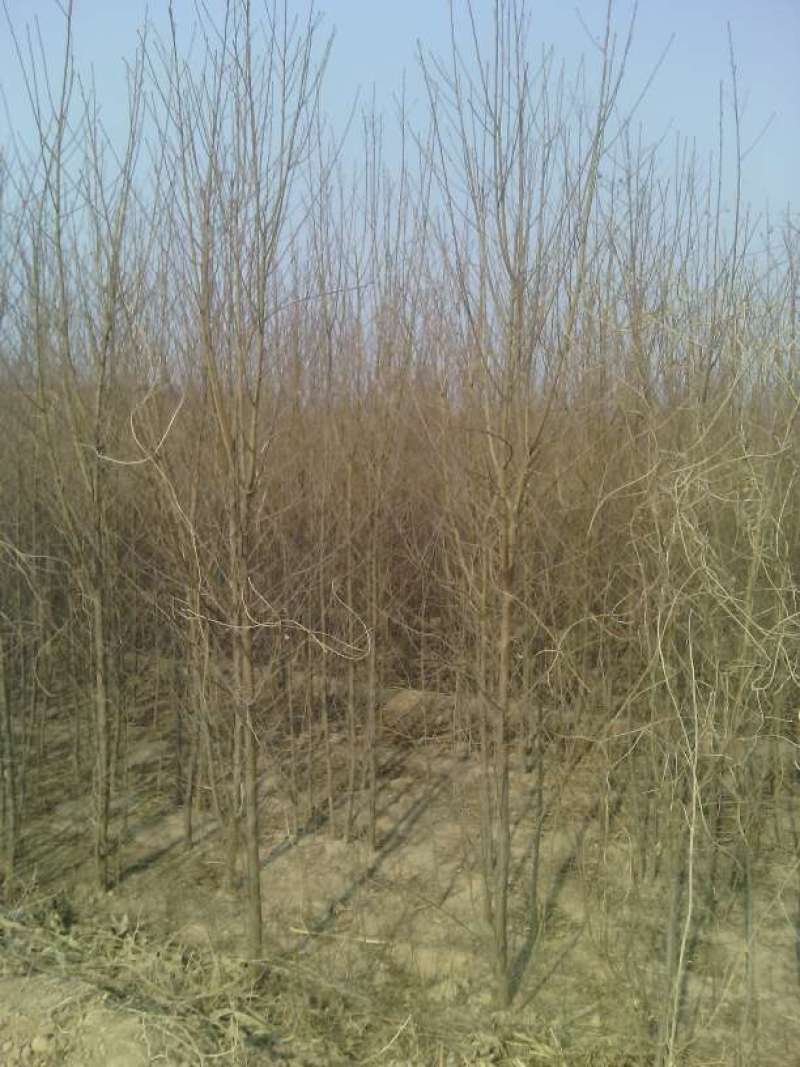 桃树占地桃树，山西桃树苗嫁接桃树苗