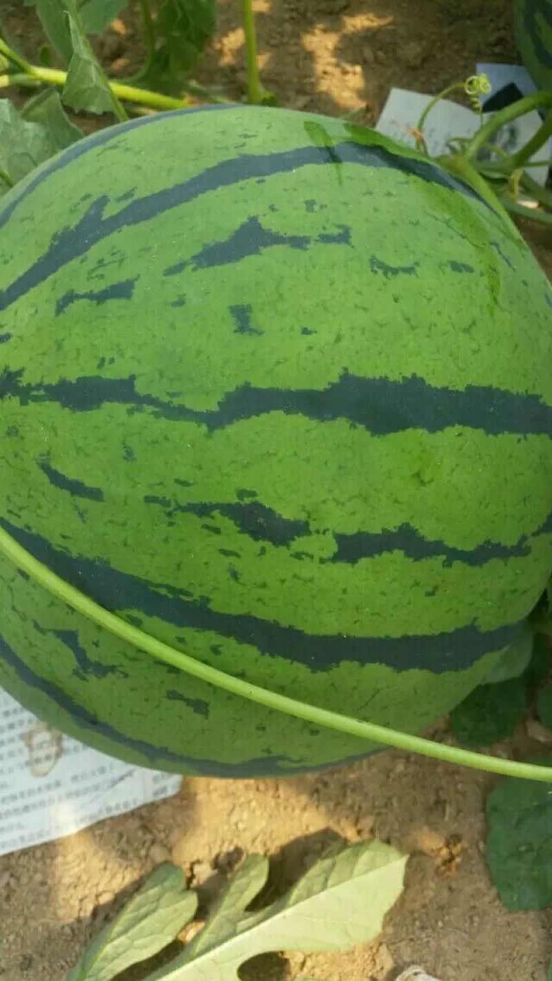 西瓜