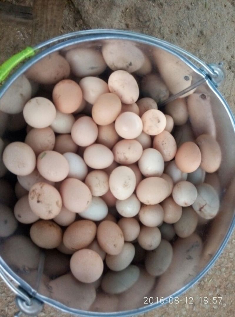土鸡蛋食用50g以下