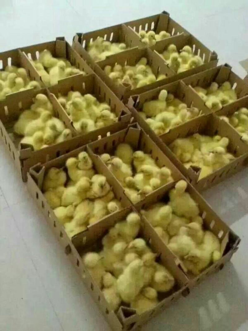 鹅苗250g以上