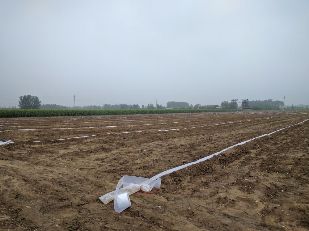 河南开封市尉氏县四季蒜苗 50~60cm批发_大草