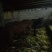蒙古马100~200kg