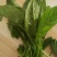 大叶菠菜25~30厘米