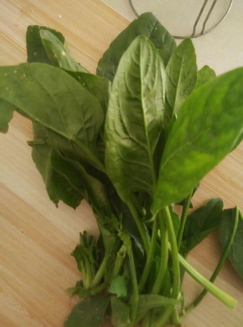 大叶菠菜25~30厘米