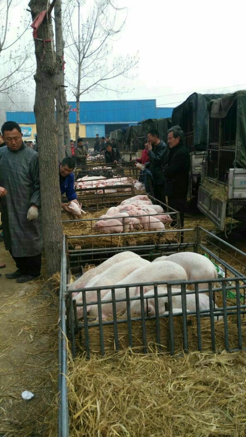 【热售】山东精品三仔猪供应10~40斤货源充足品种齐全
