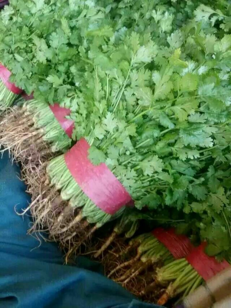 秋菠菜