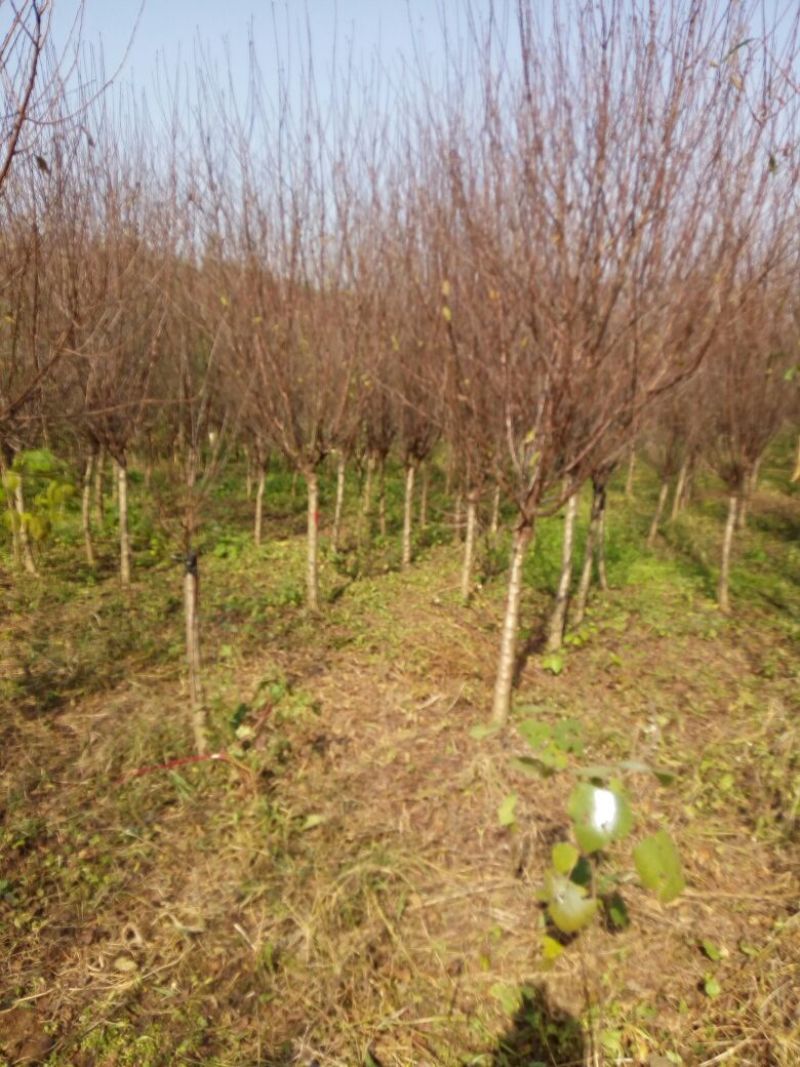 榆叶梅价格梅花价格苗圃直销规格齐全无中介