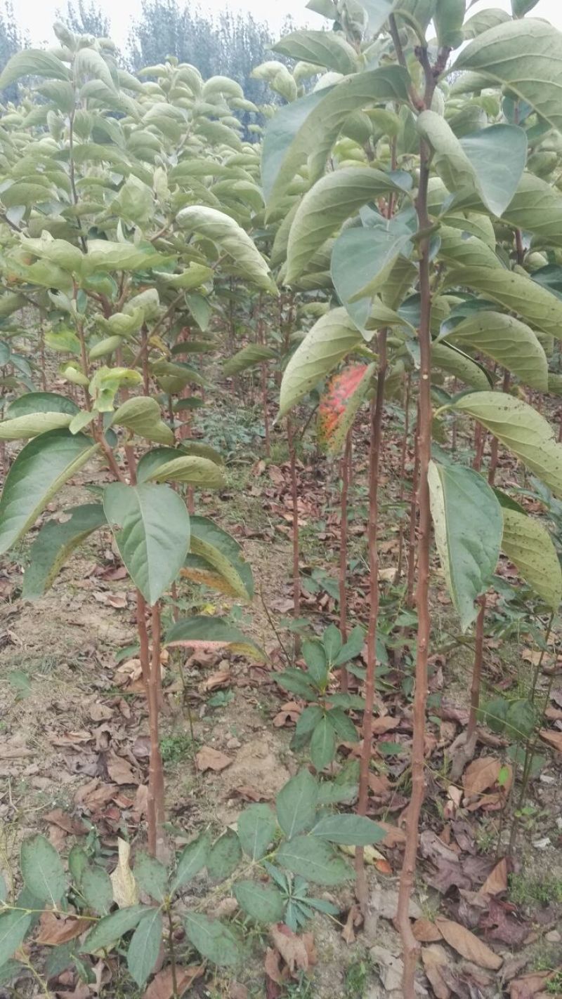 甜柿子树苗嫁接成苗1-5年苗，阳丰甜柿子树苗罗田甜柿