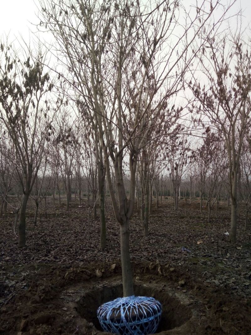 紫荆12~14cm，丛生紫荆，8-10公分紫荆价格