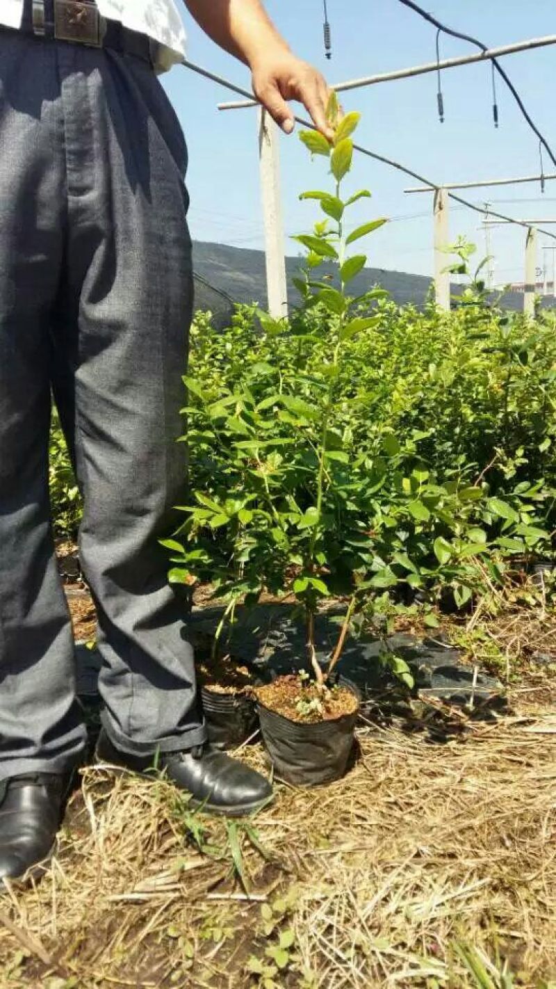 蓝莓苗2年以上50~80cm