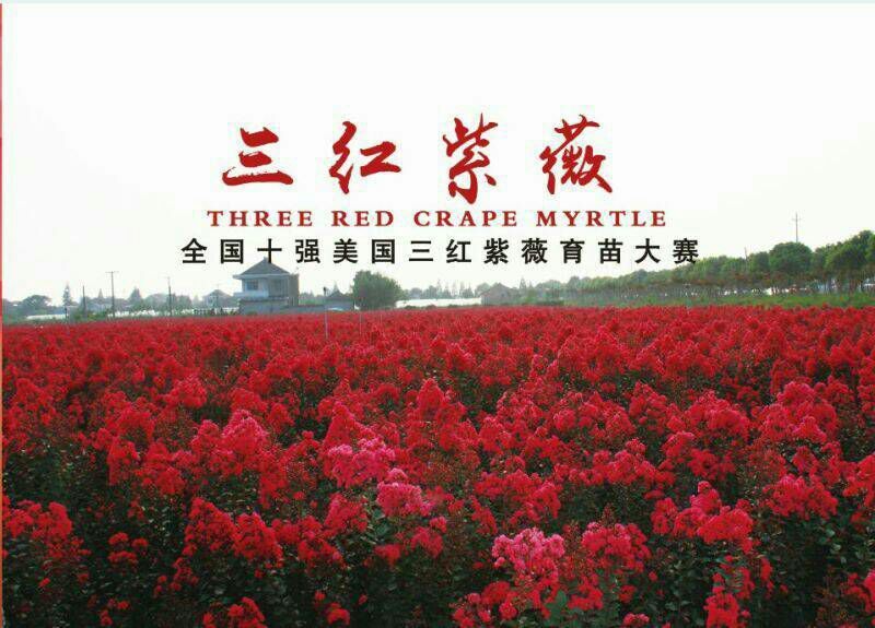 三红紫薇2cm以下1.5~2米1米以下