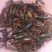 罗氏沼虾食用活虾