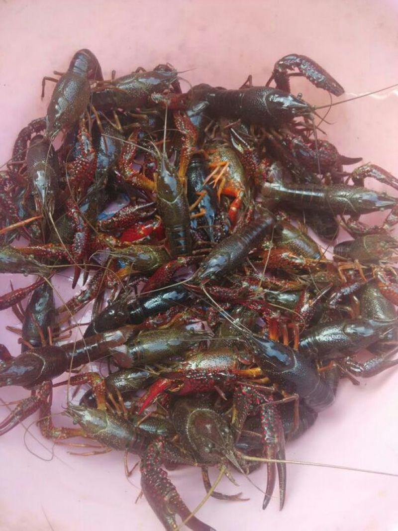罗氏沼虾食用活虾