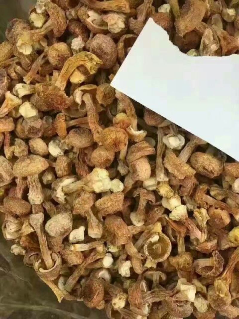 姬松茸特级具有香味煲汤味道鲜美苦杏香味
