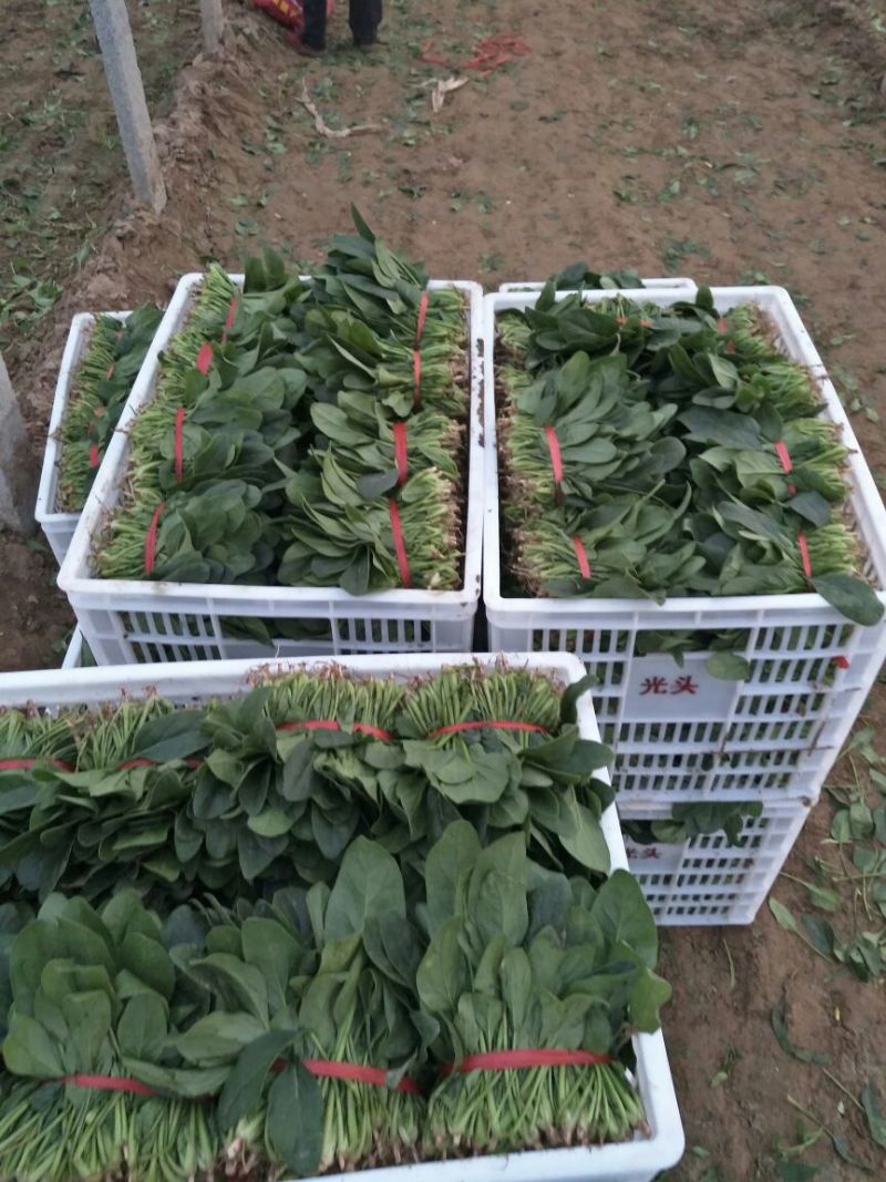 菠菜20~25厘米