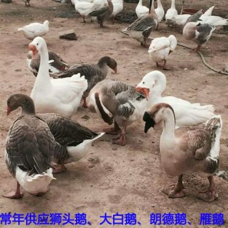 扬州大白鹅苗250g以上