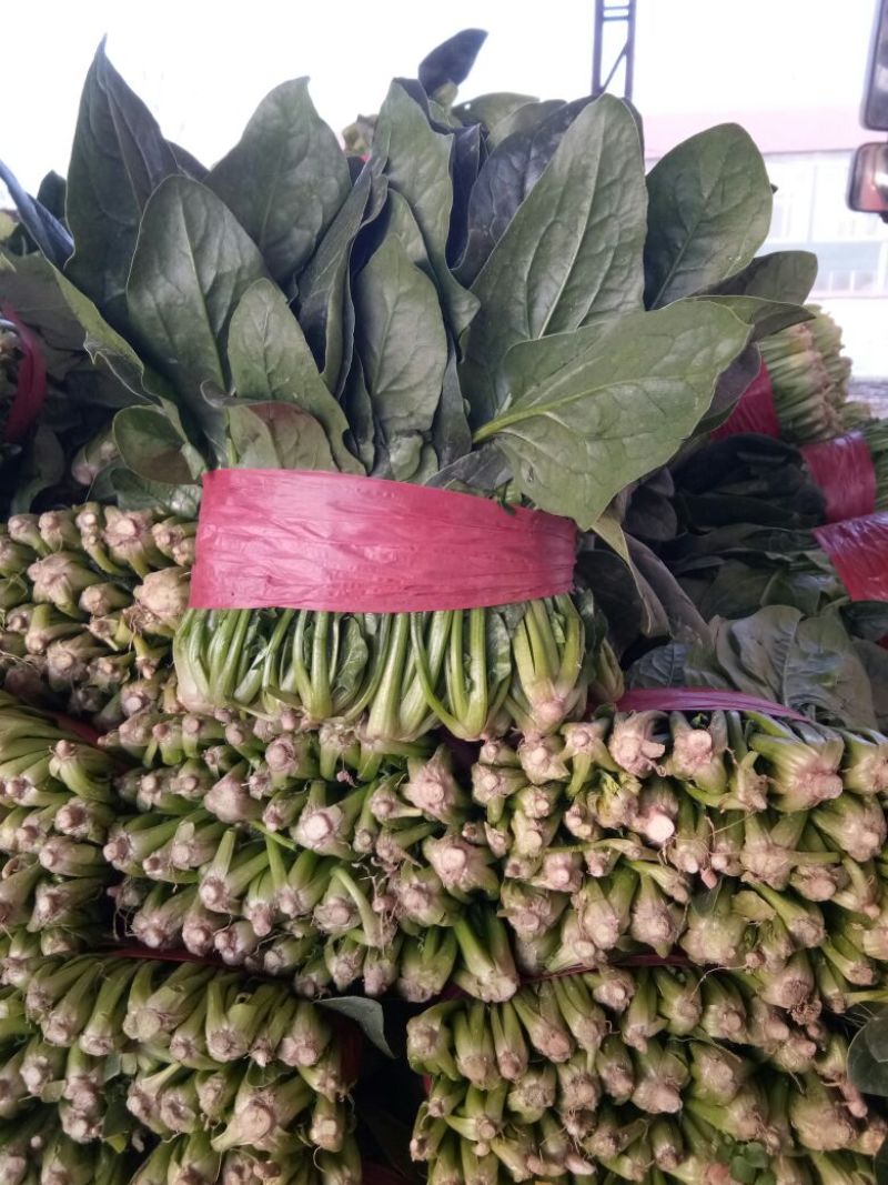 山东省菏泽市菠菜大量上市，精品菠菜2025厘米