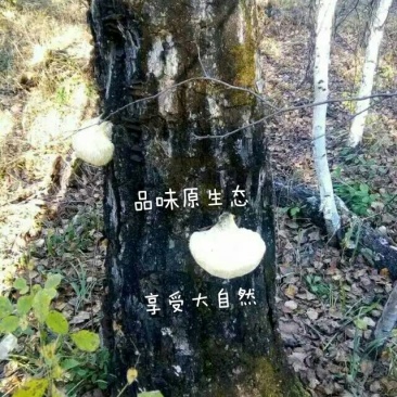 猴头菇