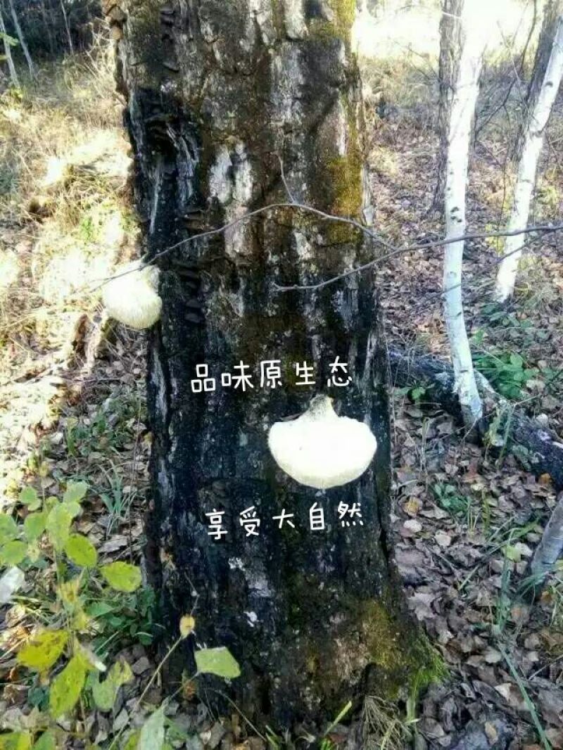 猴头菇