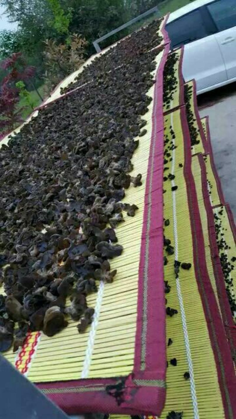 黑木耳特级