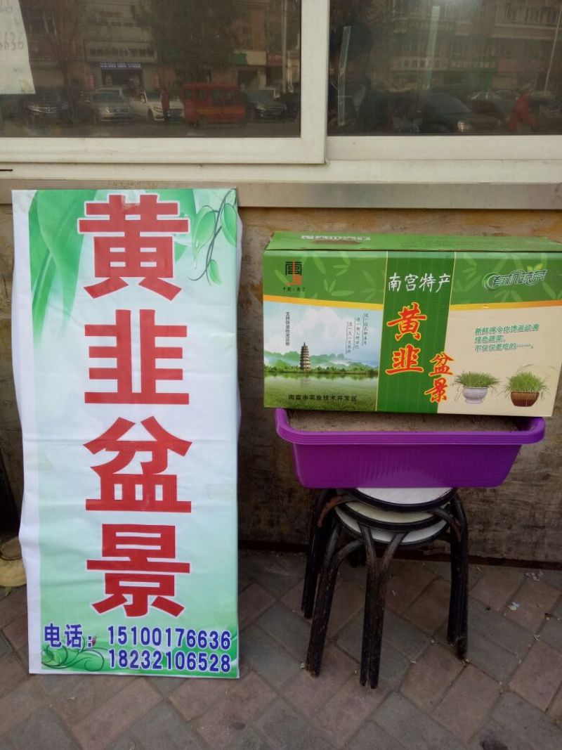 韭黄头茬20~30公分
