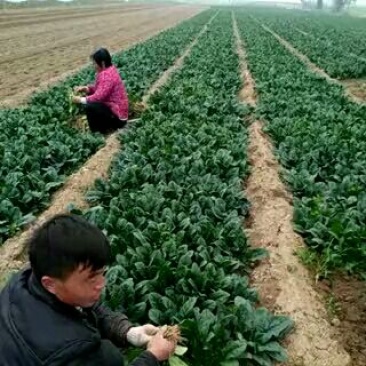 大叶菠菜15~20厘米