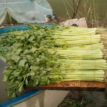 安徽省蚌埠市精品小香芹45cm以上，通过一亩田平