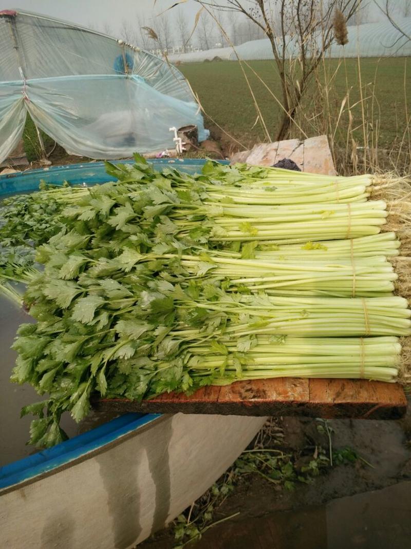 安徽省蚌埠市精品小香芹45cm以上，联系通过一亩田平