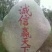 黑叶菠菜25~30厘米