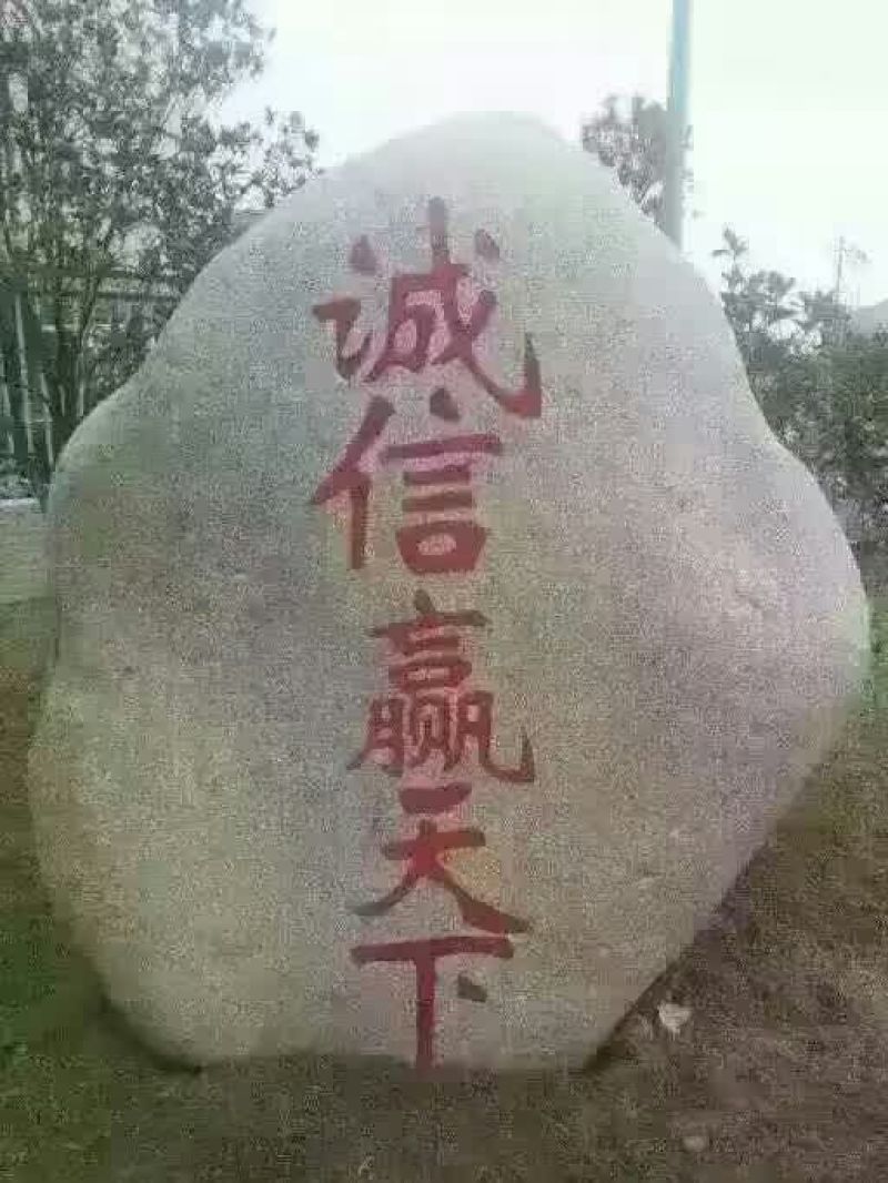 黑叶菠菜25~30厘米