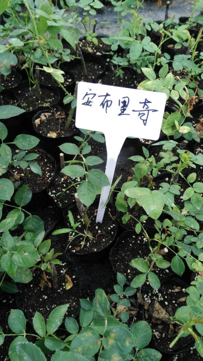 欧洲月季10~20cm
