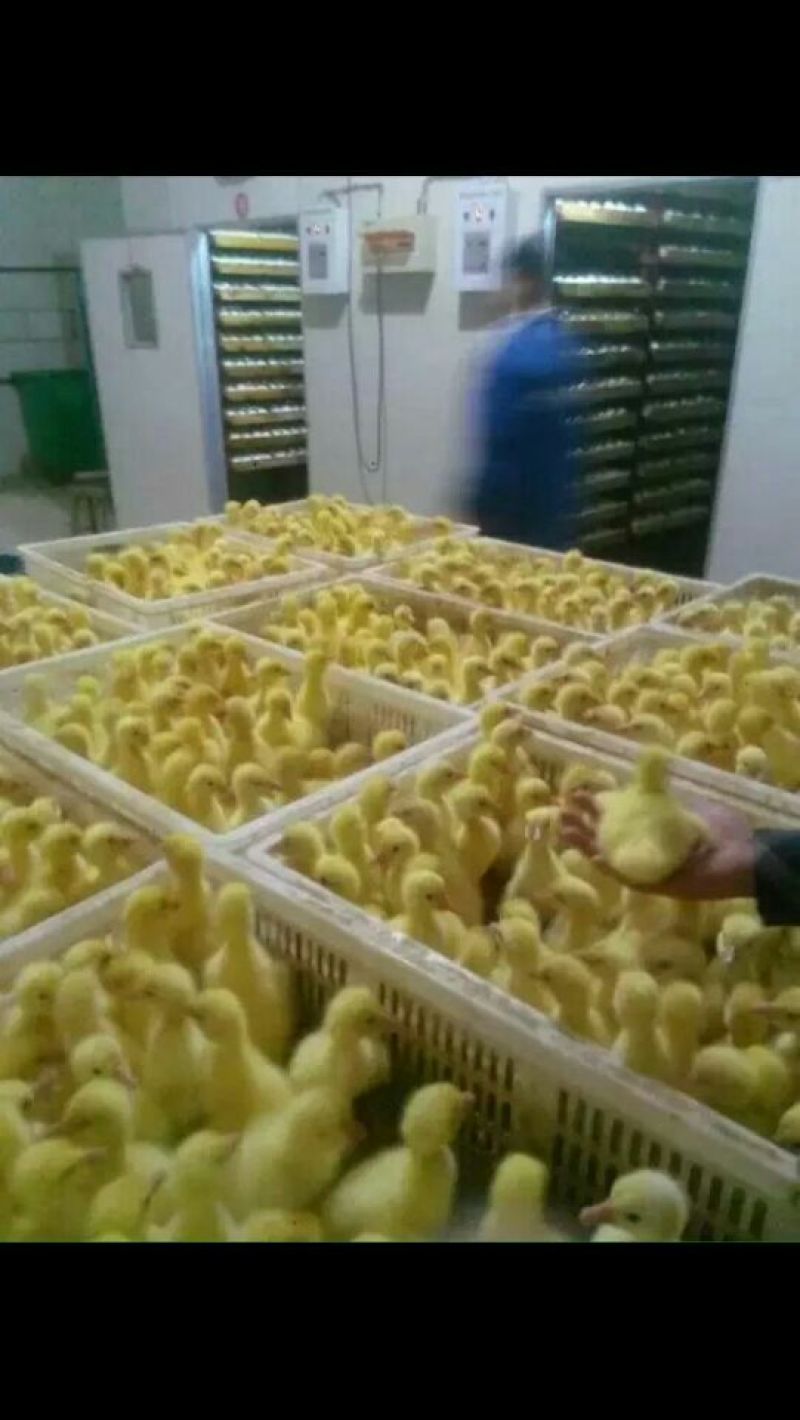 皖西白鹅苗250g以下