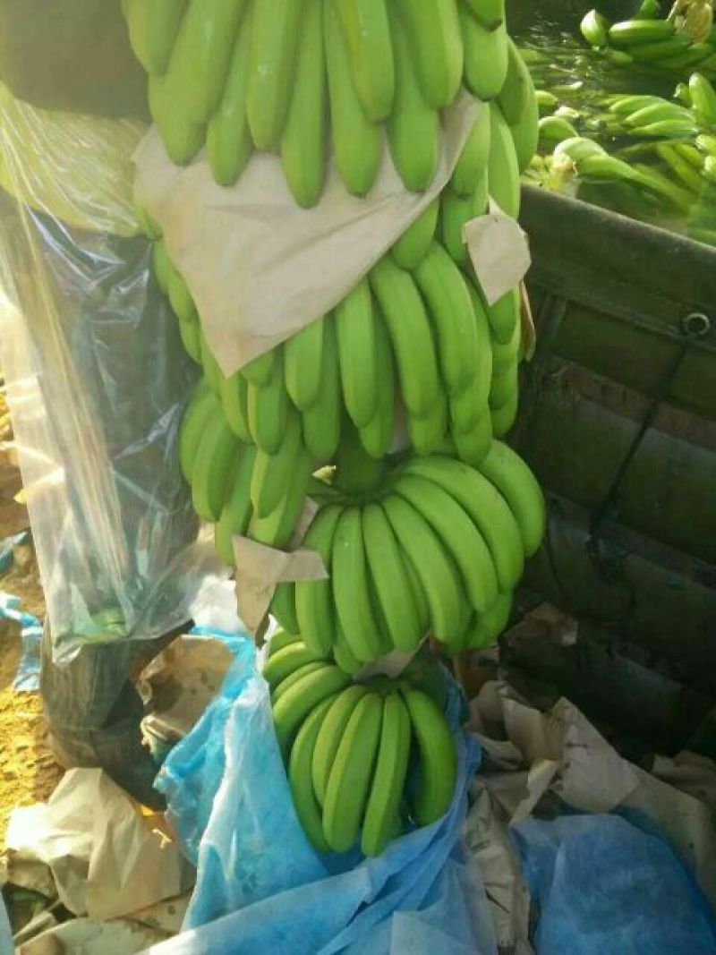 香蕉七成熟