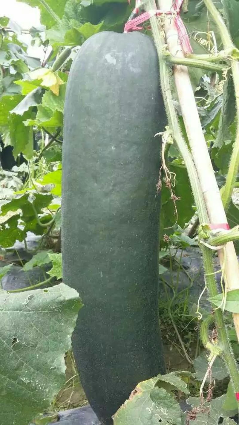黑皮冬瓜大量供应，地头边价格实在优惠，20斤以上……